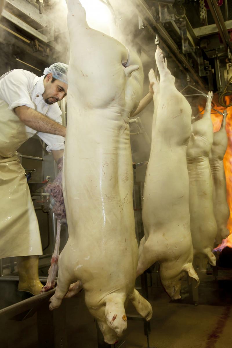 Slaughterhouse Abattoir